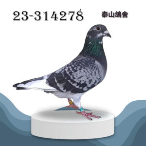 2023-314278 3546x戈登