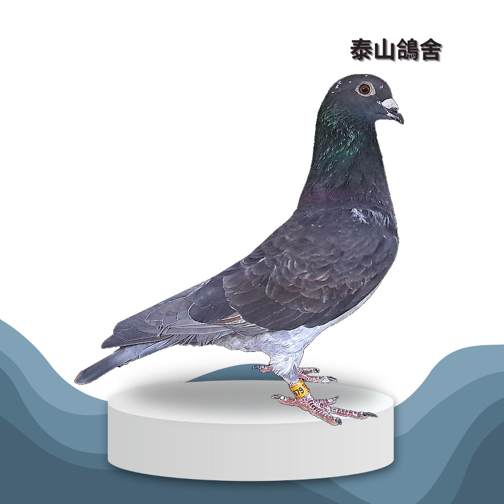 24-079679 3546系– 泰山鴿舍