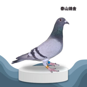 24-079683 喬治波里