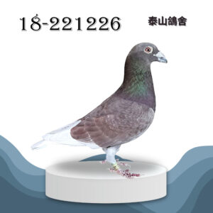 18-221226 詹森小火箭