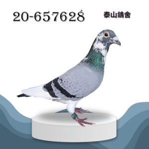 20-657628 萬達依斯步