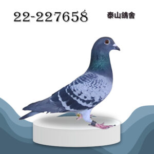 22-227658 小小星x詹森