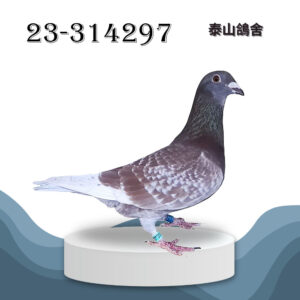 2023-314297 小小星x詹森