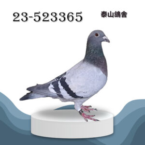 2023-523365 喬治波里