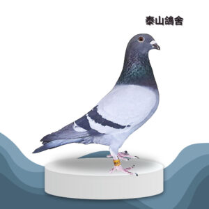 24-079637 喬治波里