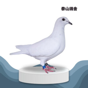 25-052637 白雪南部系 母鴿