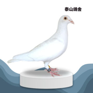 25-253027 楊格拉多拉斯 公鴿