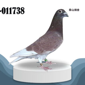 24-011738 3546系 公鴿